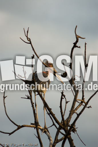 Marabu (4 von 33).jpg